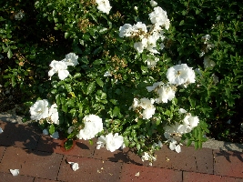 Some nice white colors